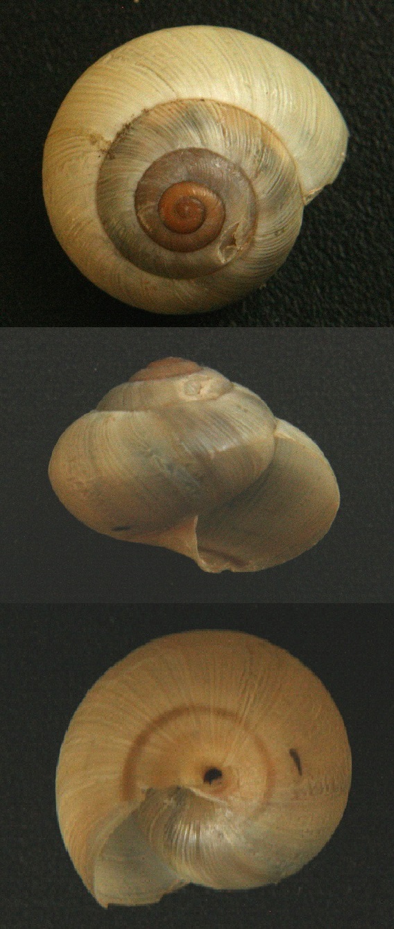 land snail